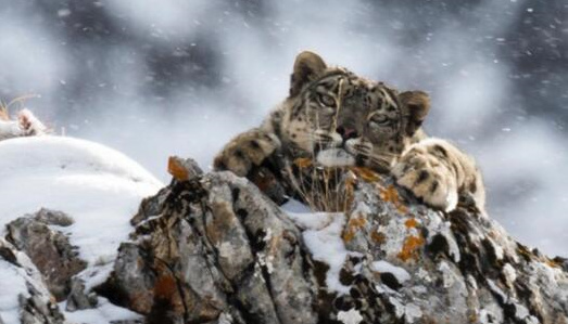 全球6成雪豹及栖息地在中国！调查报告建言采取多项措施加大保护
