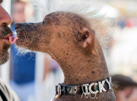 杂交驼背狗获封世界"最丑狗狗"